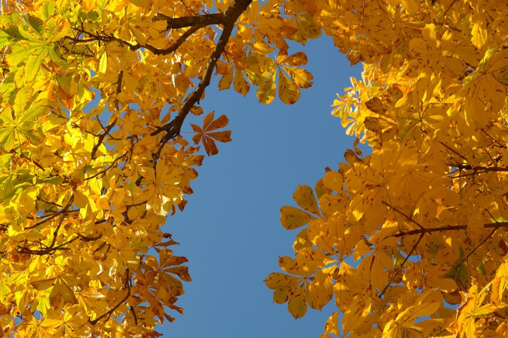 ramas de árboles con muchas hojas amarillas