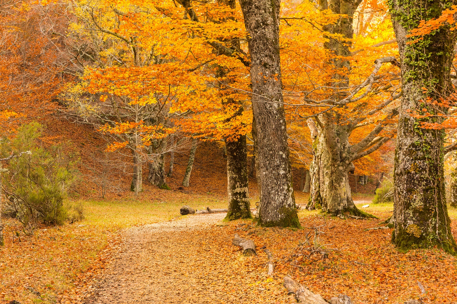 Montejo de la Sierra con colores de otoño