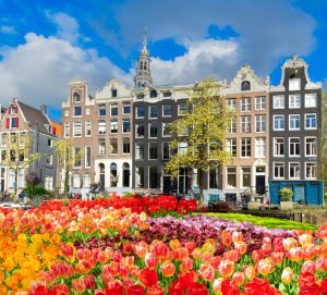 O el festival de los tulipanes en Amsterdam