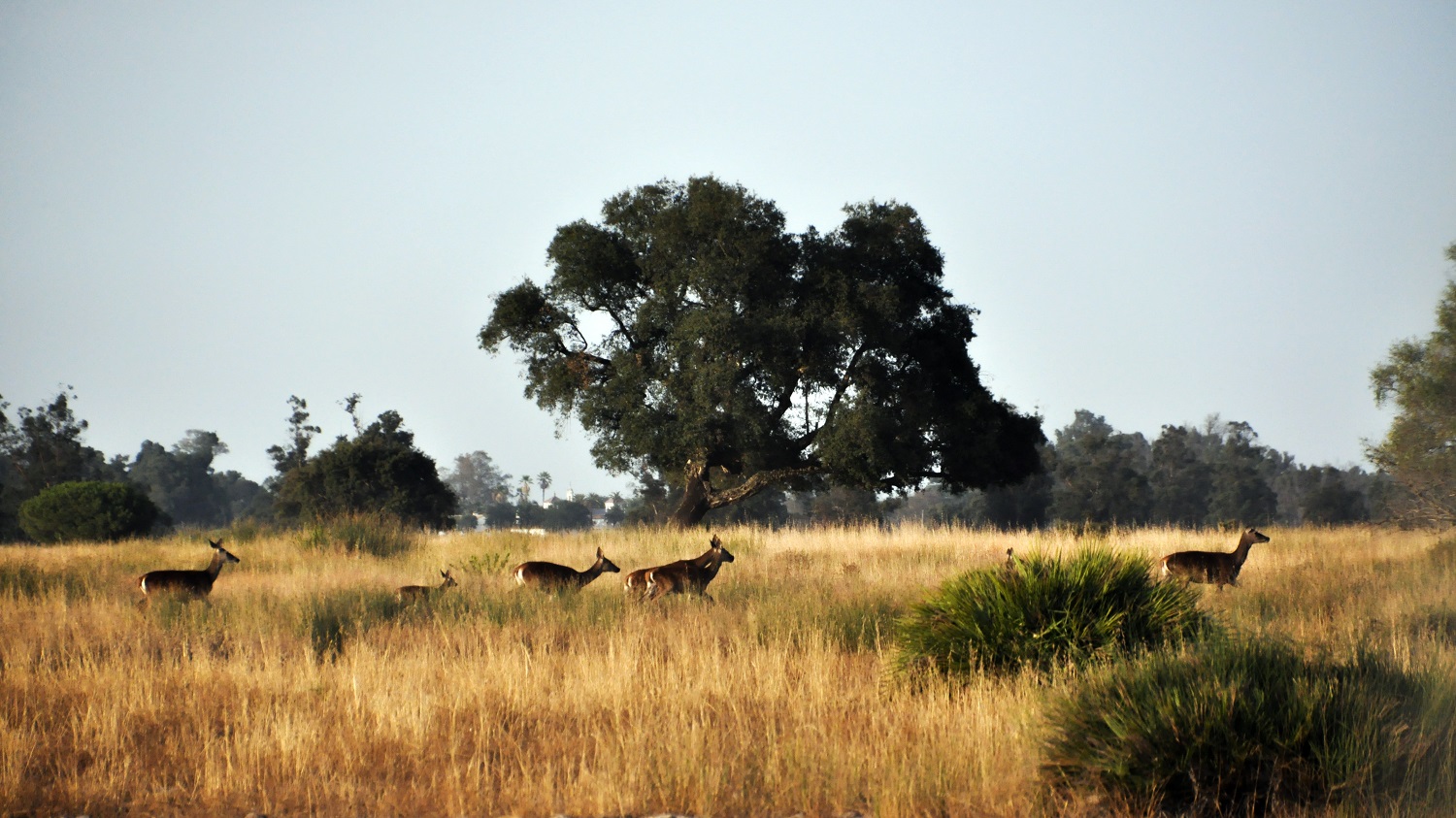 Ciervos en el Parque Nacional de Doñana