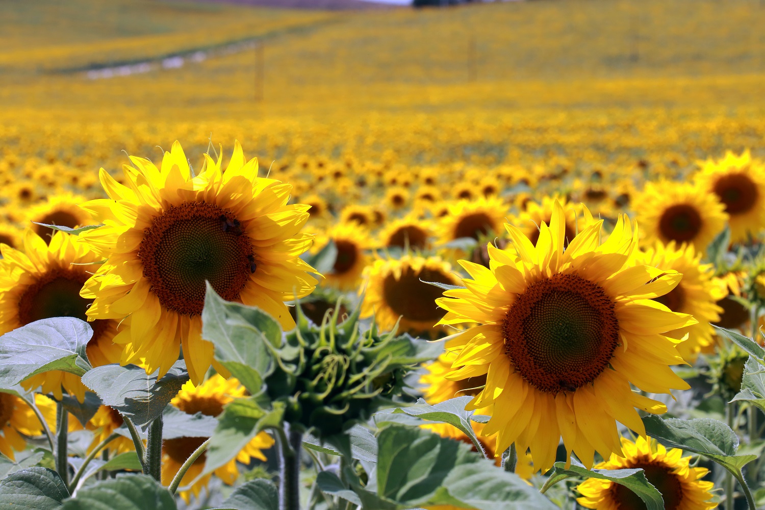 Campos de girasoles en Córdoba