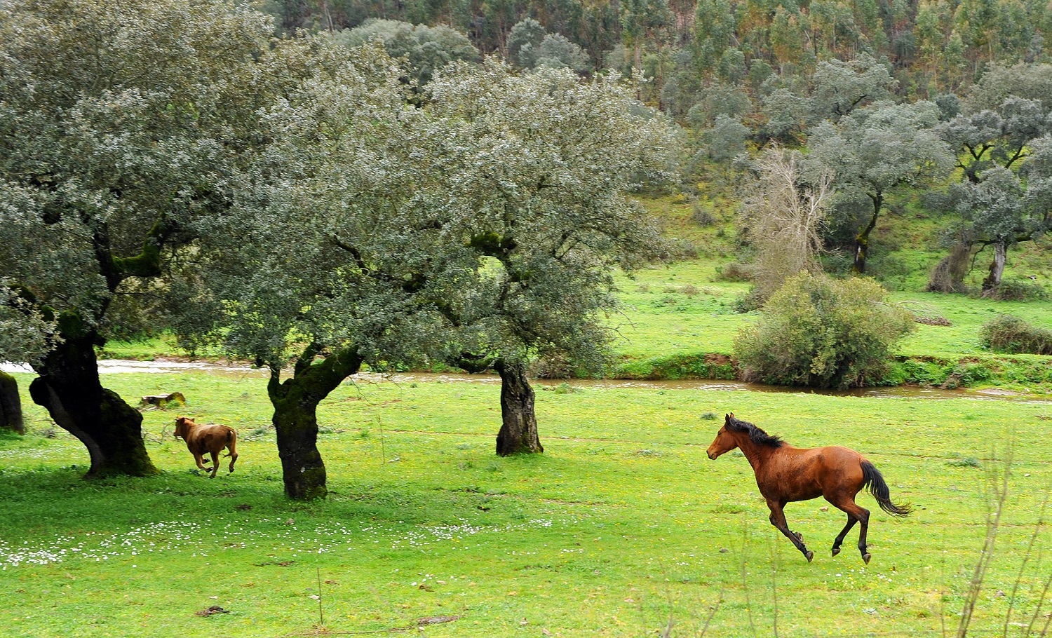 Potros en la Sierra de Aracena